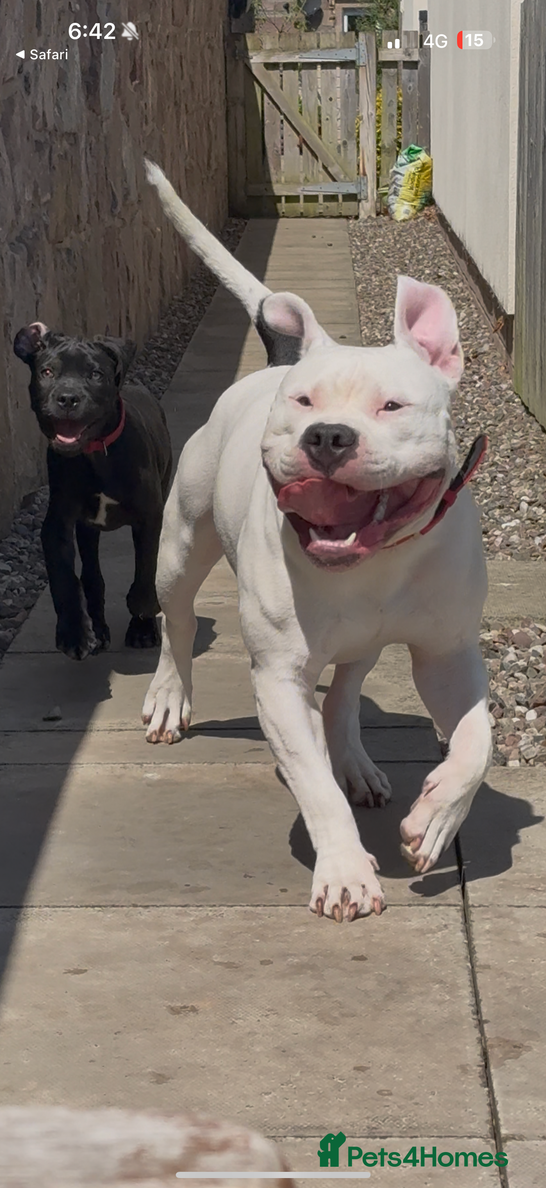 American Bully dogs for sale: yaya looking for a new home - Image 7