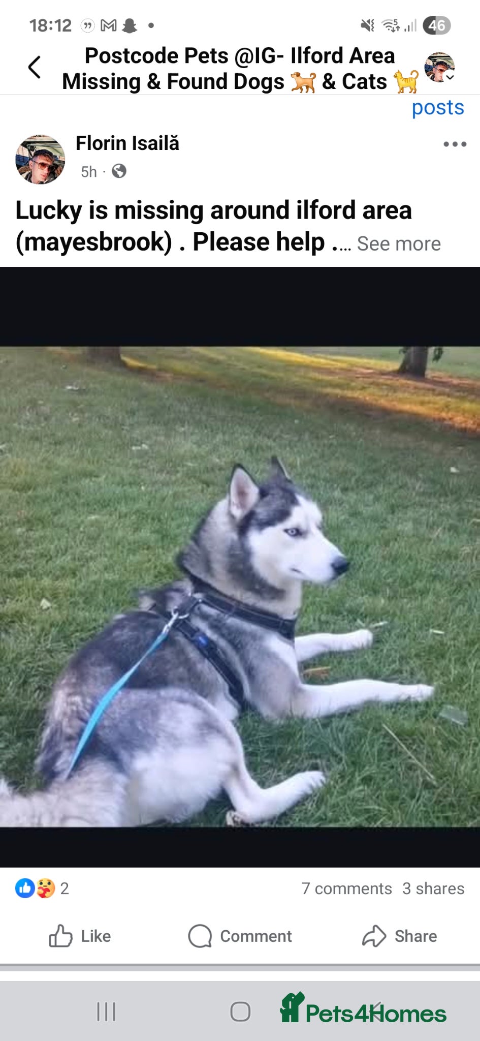 Siberian Husky dogs Liberian husky male not spayed . 8 years old. - Advert 1