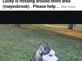 Siberian Husky dogs Liberian husky male not spayed . 8 years old. - Advert 2