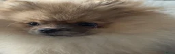 Pomeranian dogs for sale: Male Pomeranian  in Leeds - Advert 3
