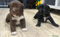 Mixed Breed dogs for sale: Spaniel/siberian Huskey puppies  - Image 2