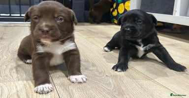 Mixed Breed dogs - Advert 2