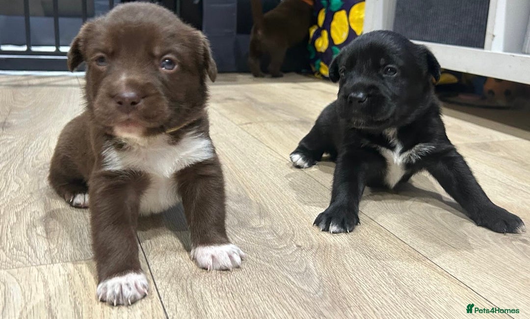 Mixed Breed dogs for sale: Spaniel/siberian Huskey puppies  - Image 2