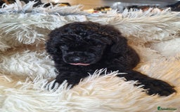 Miniature Poodle dogs for sale: KC REGISTERED MINIATURE POODLES - Image 14