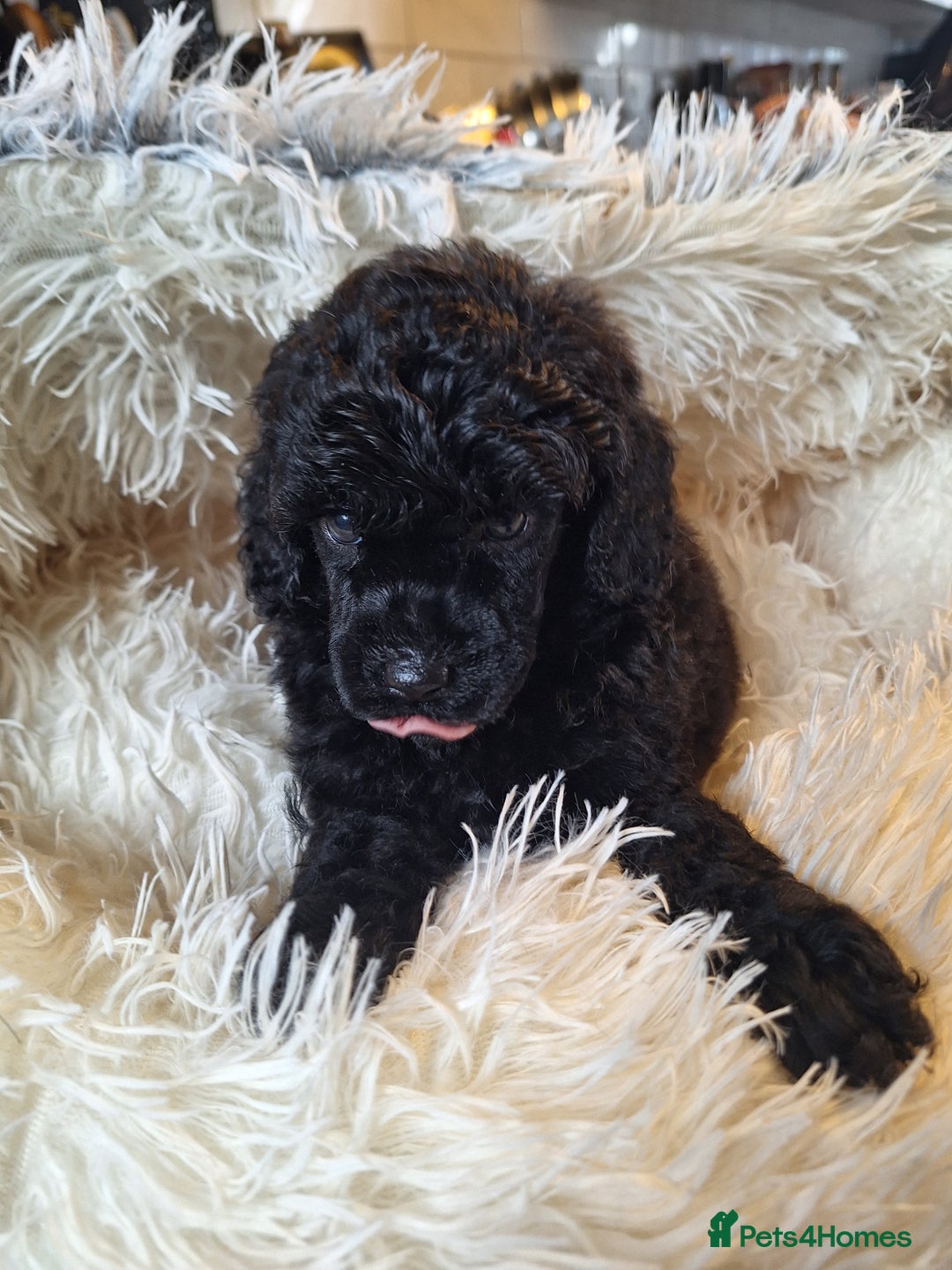 Miniature Poodle dogs for sale: KC REGISTERED MINIATURE POODLES - Image 14