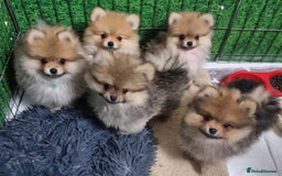 Pomeranian dogs for sale: Pomeranian Puppy 5   (RED)  - Pomeranian  - Image 23