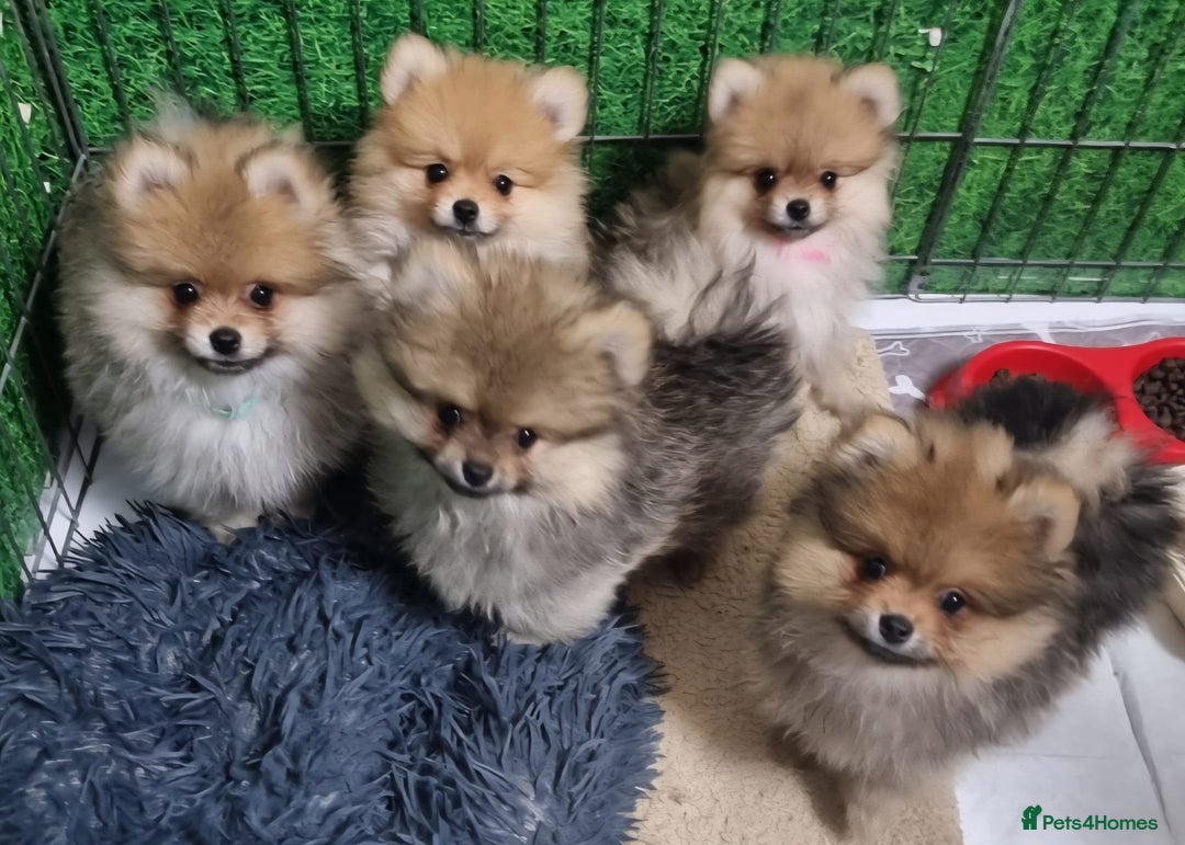 Pomeranian dogs for sale: Pomeranian Puppy 5   (RED)  - Pomeranian  - Image 23