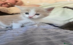 Maine Coon cats for sale: Maine coon x domestic kittens. One girl left - Image 7