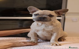 French Bulldog dogs for sale: Fluffy French bulldogs  - Image 8