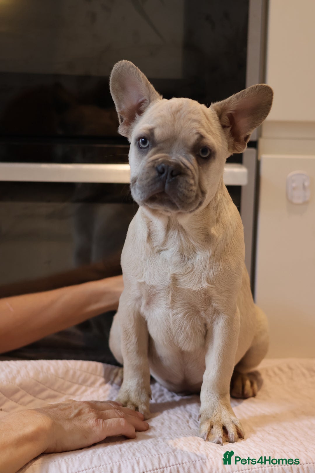 French Bulldog dogs for sale: Fluffy French bulldogs  - Image 8