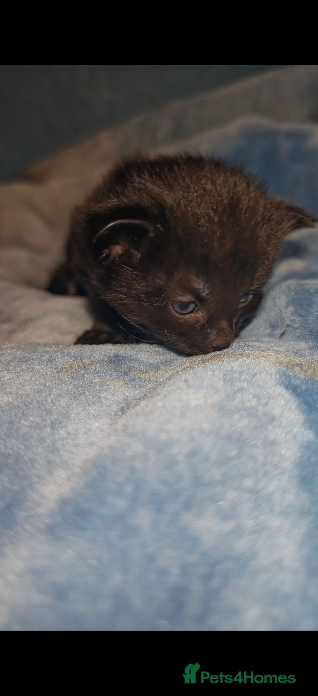 Mixed Breed cats for sale: Beautiful kittens  - Advert 17