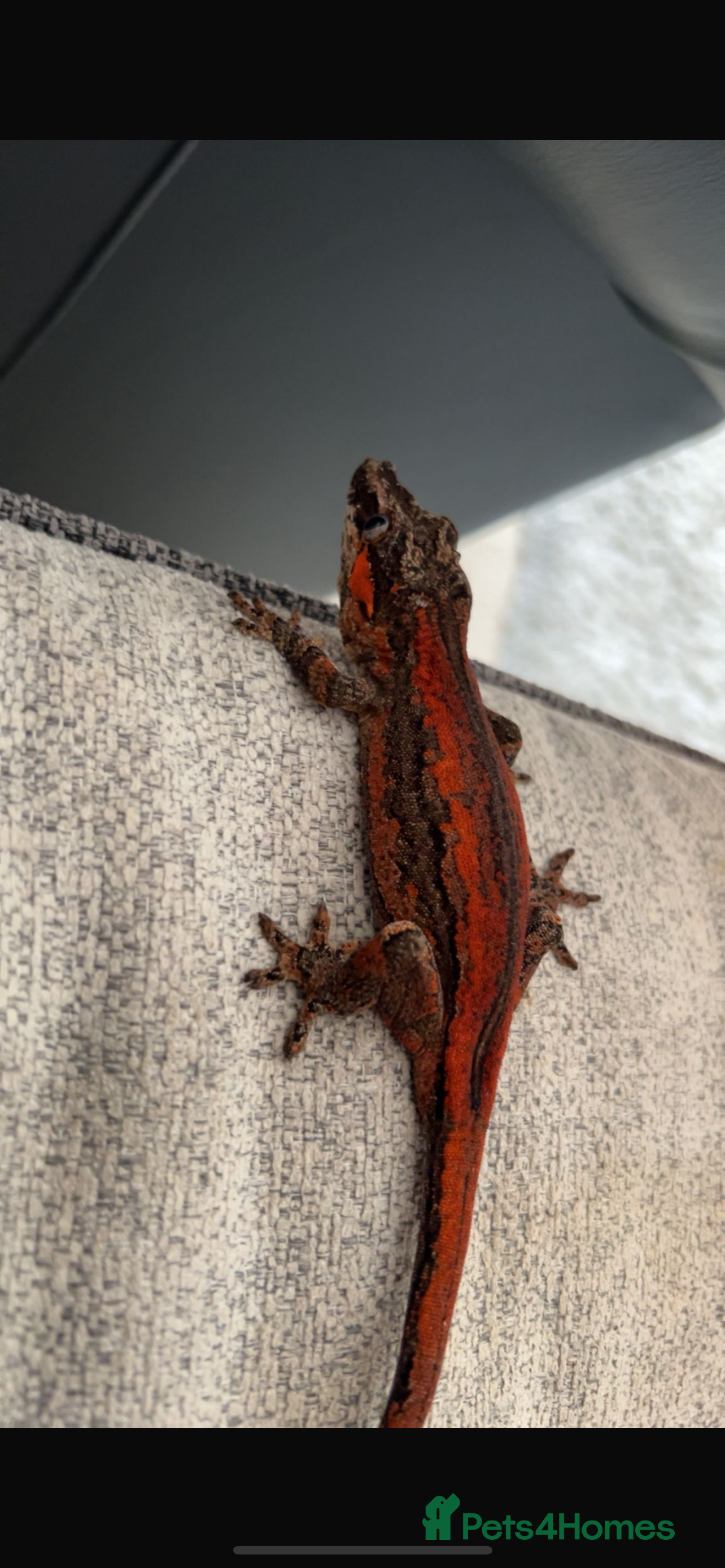 Gecko reptiles Stunning red Gargoyle gecko for sale £245 - Advert 5