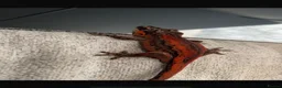 Gecko reptiles for sale: Stunning red Gargoyle gecko for sale £245 - Advert 1