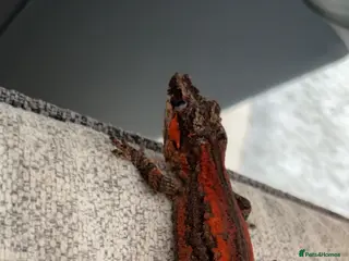 Gecko reptiles Stunning red Gargoyle gecko for sale £245 - Advert 5