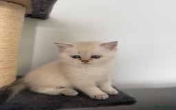 British Shorthair cats for sale: Beautiful GCCF kittens from champion lines  - Image 4