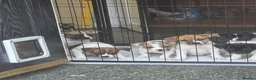 Mixed Breed dogs for sale: French bull dogs cross jack Russell  - Advert 2