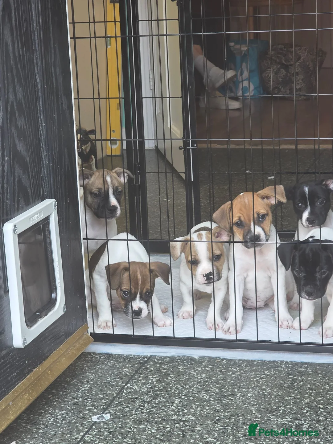 Mixed Breed dogs for sale: French bull dogs cross jack Russell  - Advert 2