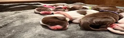 English Springer Spaniel dogs for sale: Gorgeous Liver and White Springer Spaniels - Advert 13