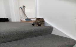 Domestic Shorthair cats for sale: 2 cute male kittens  - Image 1