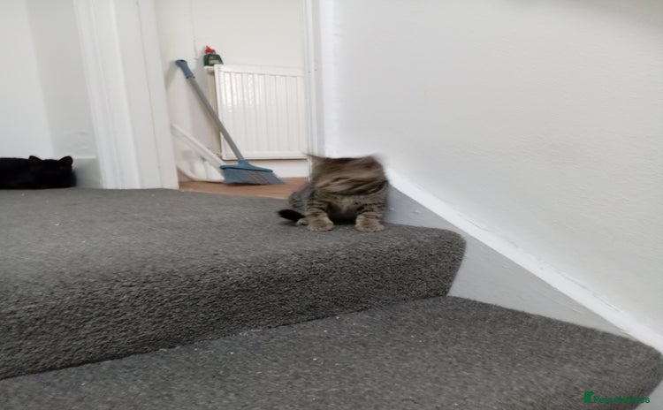 Domestic Shorthair cats - Advert 2