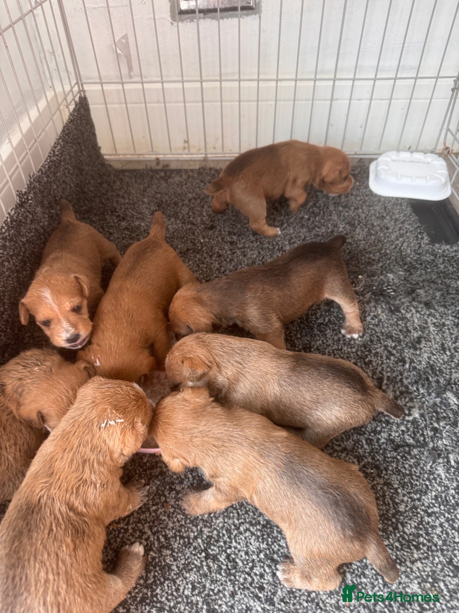 Lakeland Terrier dogs Working Lakeland terrier puppies  - Advert 2