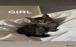 Mixed Breed cats for sale: Beautiful Tabby Kittens❤️ - Image 3
