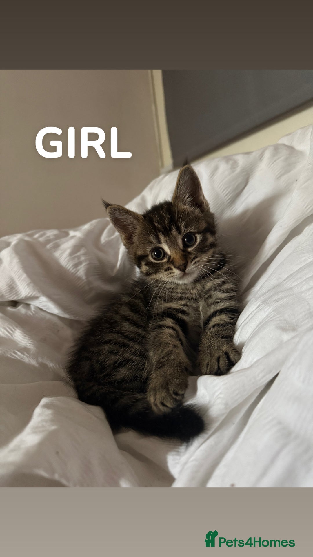 Mixed Breed cats for sale: Beautiful Tabby Kittens❤️ - Image 3