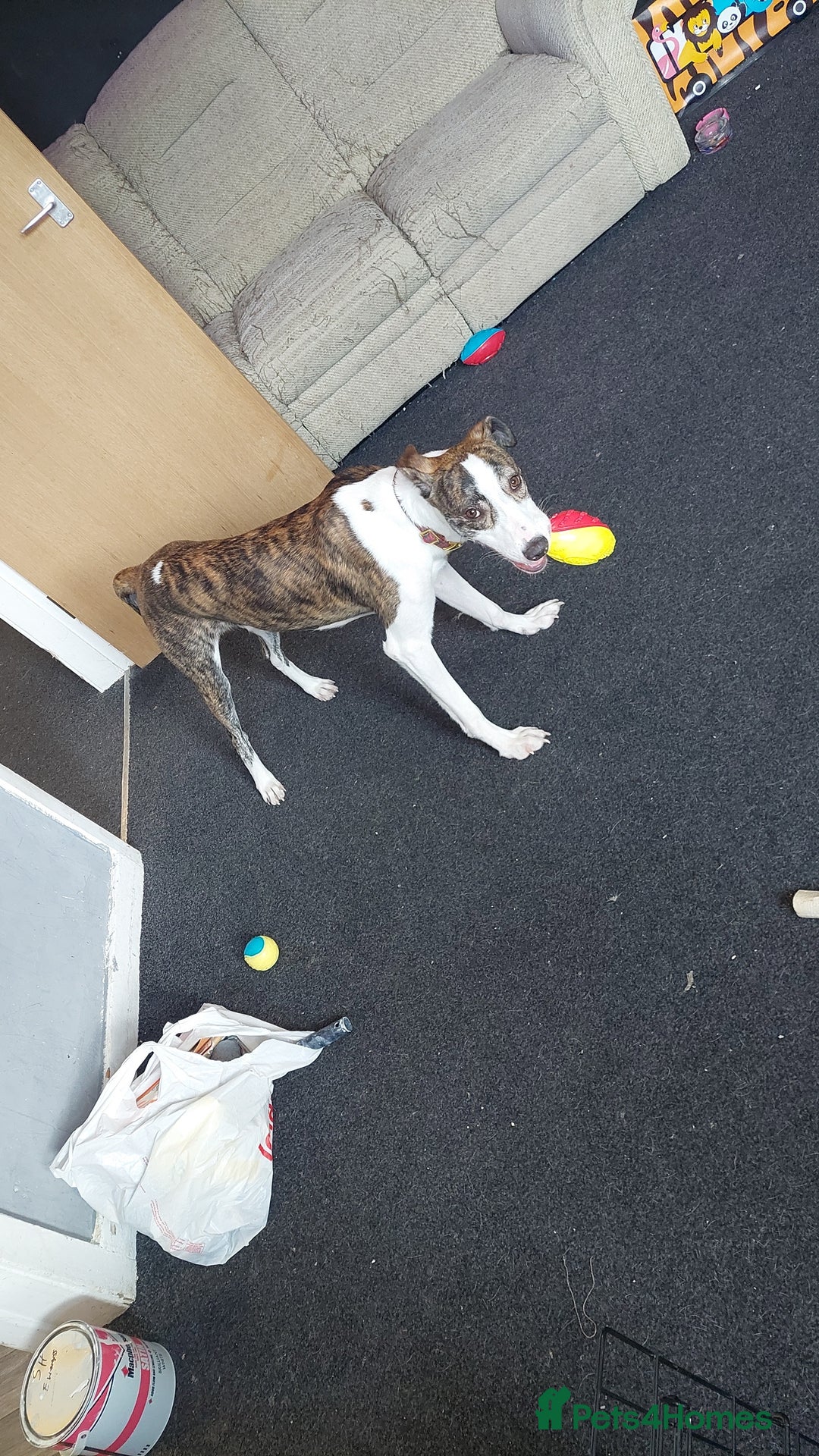 Mixed Breed dogs for sale: Rocco 10 month old for sale  - Image 5
