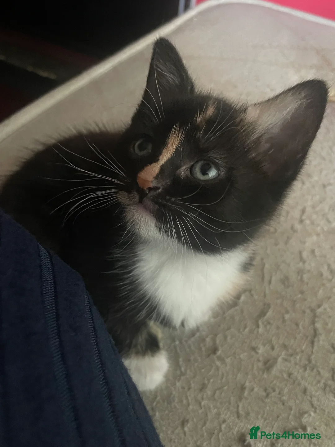 Mixed Breed cats for sale: Kittens in Walsall - Advert 2