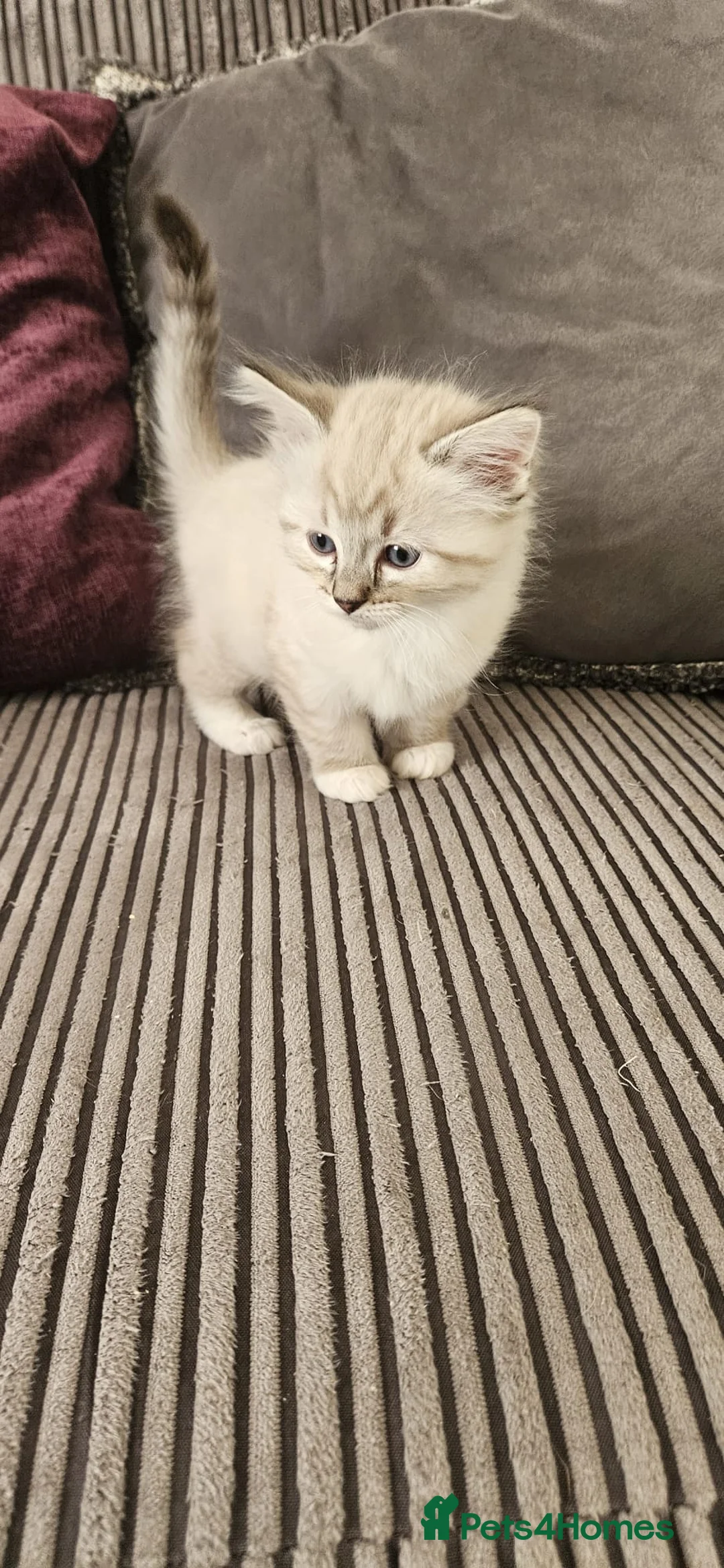 Ragdoll cats for sale: Beautiful Ragdoll kittens looking for new homes - Advert 1