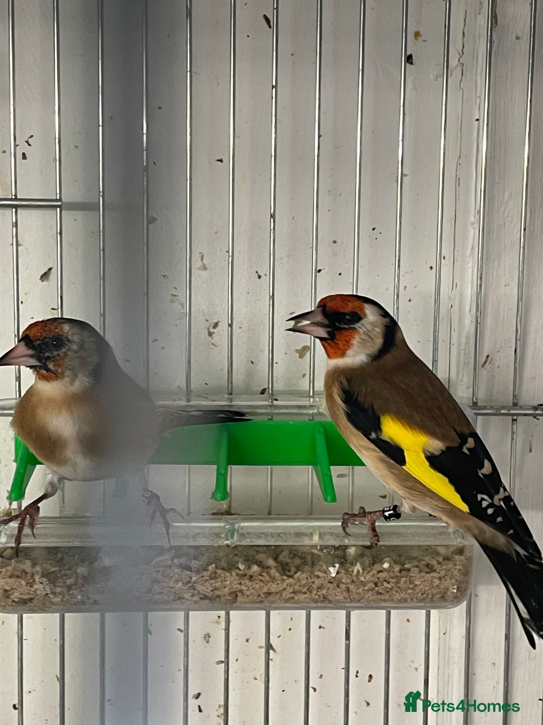 Finches birds for sale: Goldfinch  - Advert 8