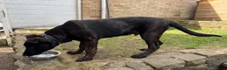 Belgian Shepherd Dog dogs for sale: Dutch Shepherd  in Rotherham - Advert 3