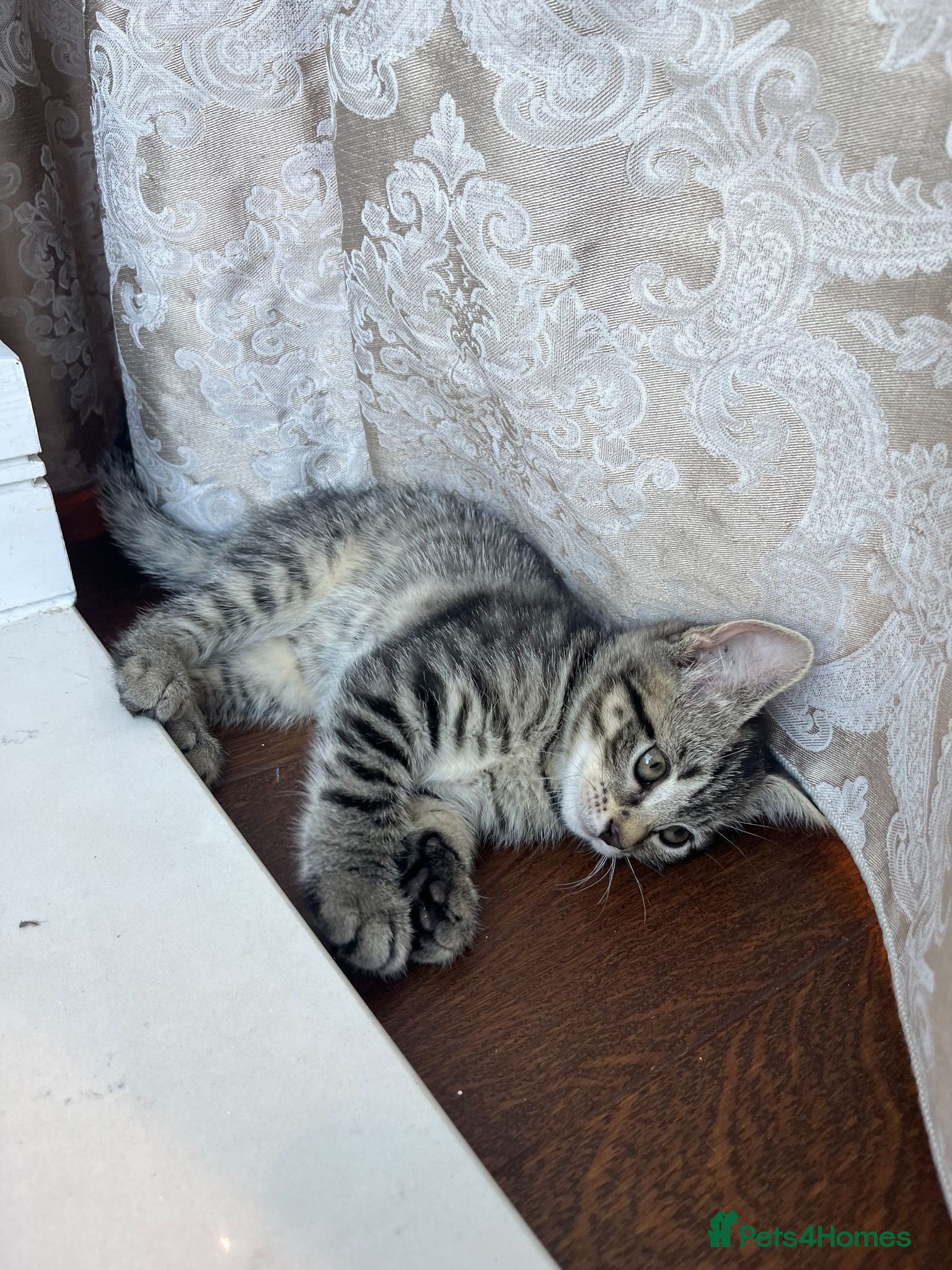 Domestic Shorthair cats Playful Tabby Kittens Ready - Advert 3