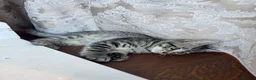 Domestic Shorthair cats for sale: Playful Tabby Kittens Ready - Advert 1