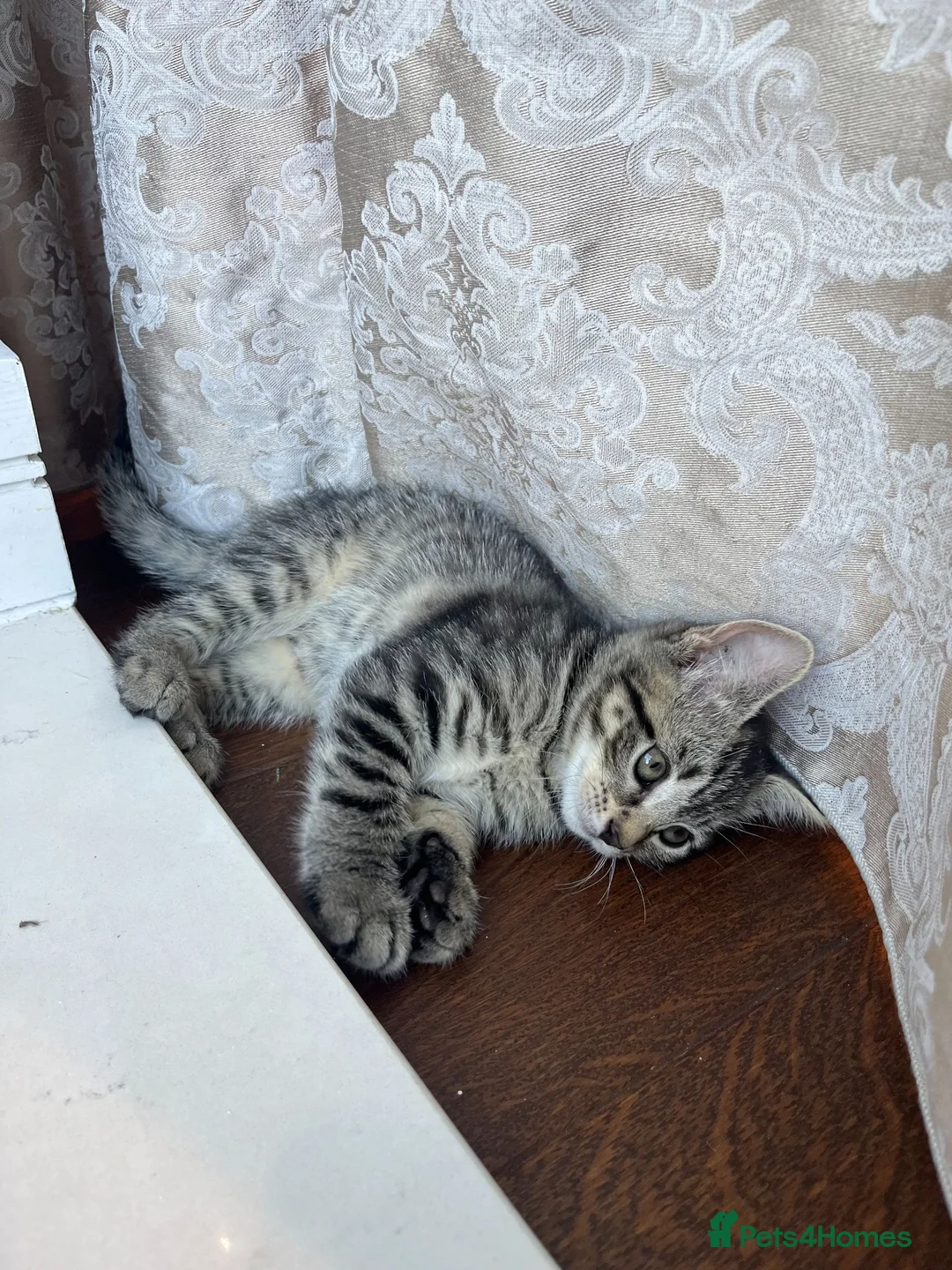 Domestic Shorthair cats for sale: Playful Tabby Kittens Ready - Advert 1