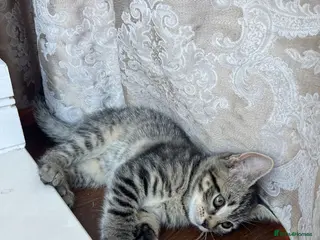 Domestic Shorthair cats Playful Tabby Kittens Ready - Advert 3