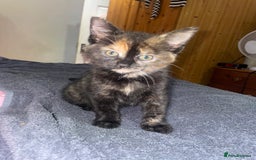 Domestic Shorthair cats for sale: 3 beautiful female kittens  - Image 1