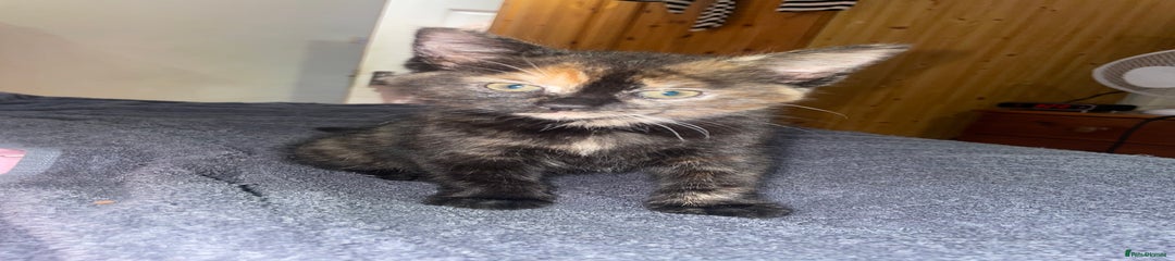 Domestic Shorthair Kitten 2