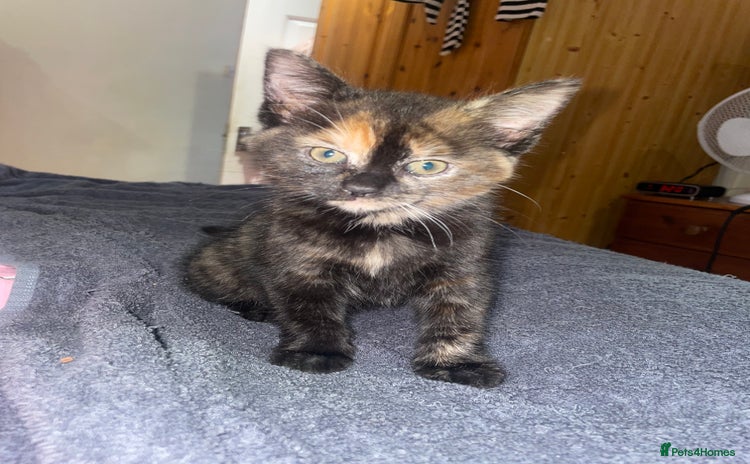 Domestic Shorthair cats - Advert 6