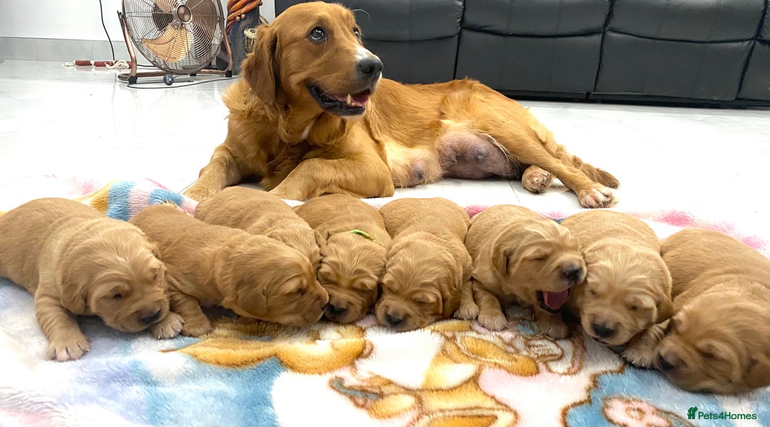 Golden Retriever dogs for sale: Litter of 8 (2 males & 2 females available) - Image 6
