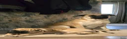 Bullmastiff dogs for sale: Bullmastiff female - Advert 5
