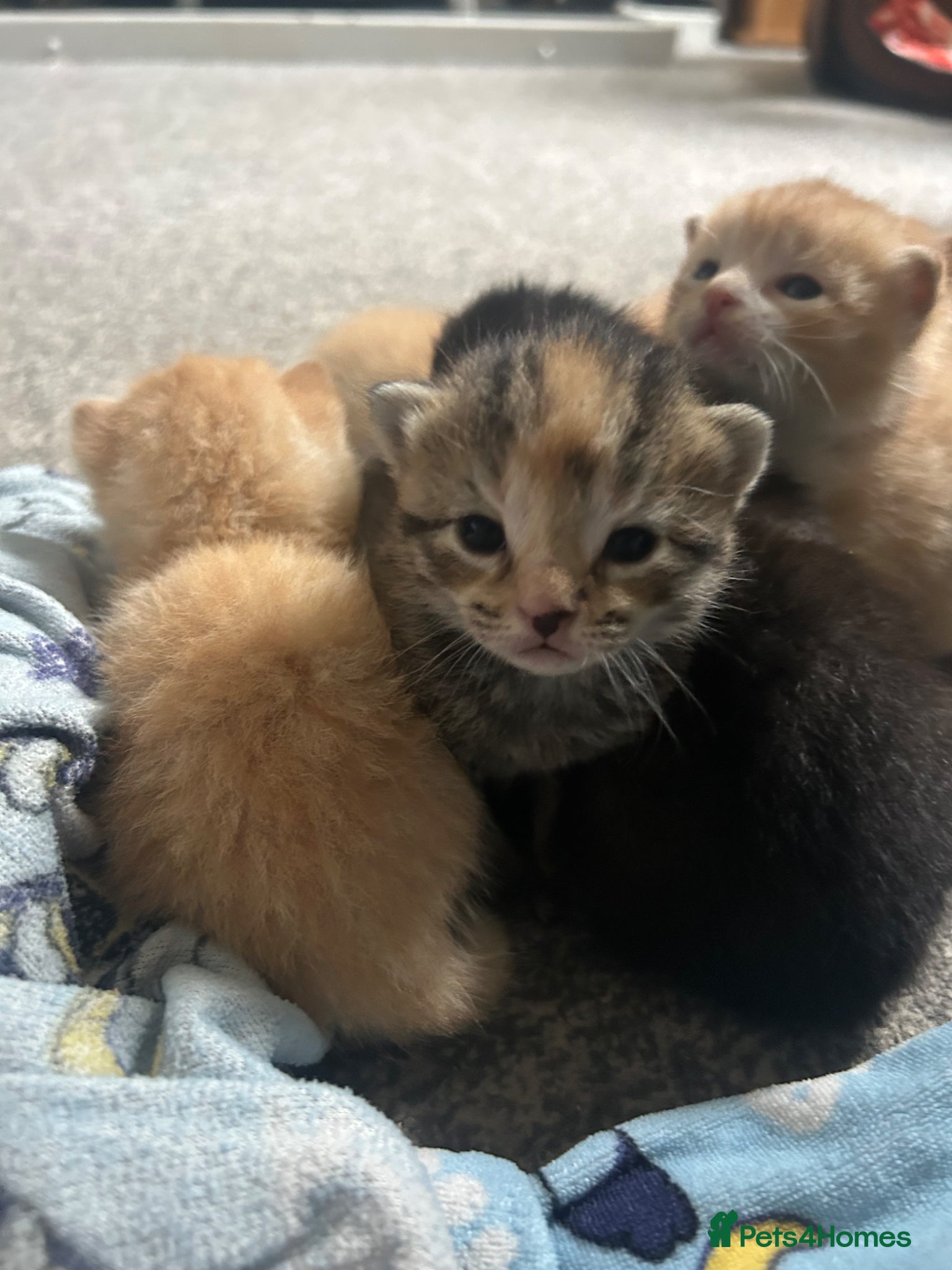 Mixed Breed cats Mixed bengal kittens  - Advert 1