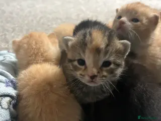 Mixed Breed cats Mixed bengal kittens - Advert 1