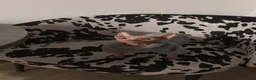 Sphynx cats for sale: Sphynx cat for sale/ rehome - Advert 2