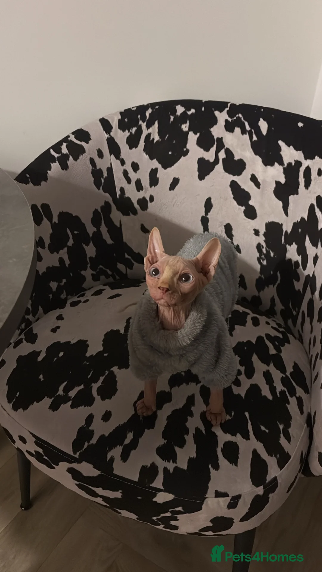 Sphynx cats for sale: Sphynx cat for sale/ rehome - Advert 2