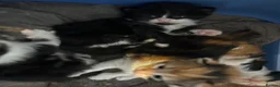 Turkish Van cats for sale: Very Fluffy Turkish Van Kittens  - Advert 11