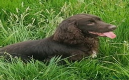 Cocker Spaniel dogs for sale: Beautiful henry - Image 3