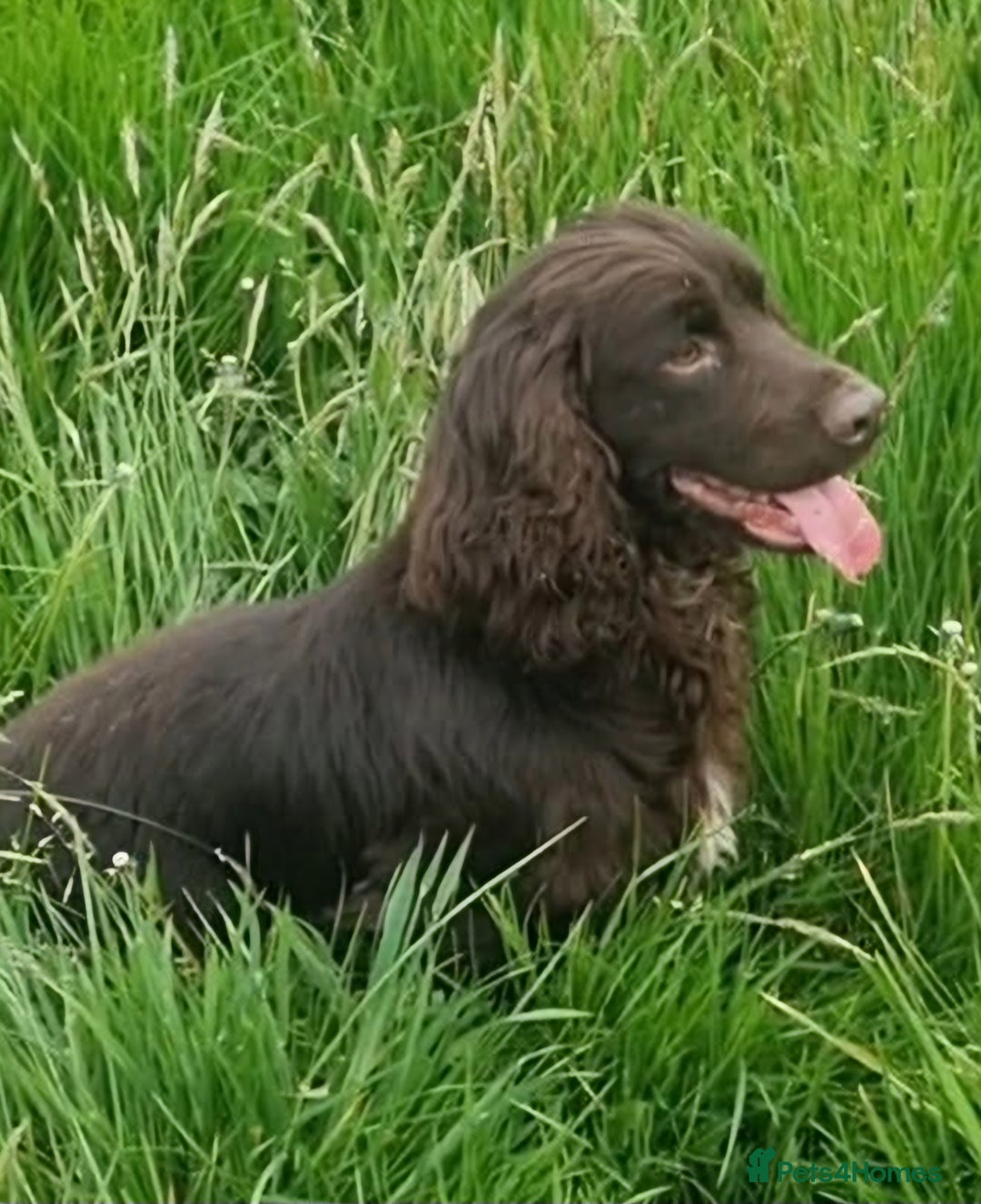 Cocker Spaniel dogs for sale: Beautiful henry - Image 3