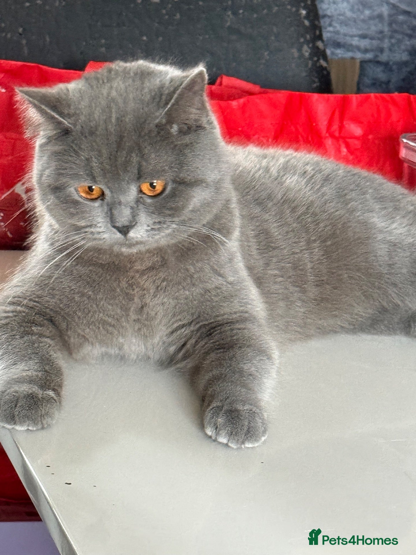 British Shorthair cats for sale: FOR SALE STUNNING BLUE FEMALE BSH  - Advert 3