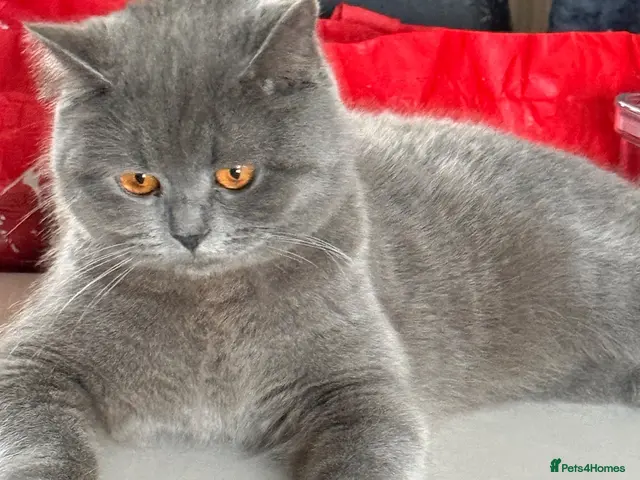 British Shorthair cats for sale: FOR SALE STUNNING BLUE FEMALE BSH - Advert 3